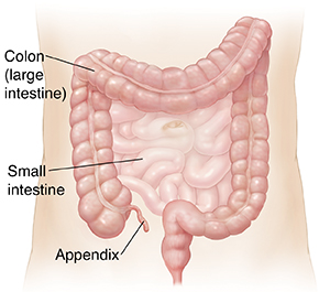 appendix