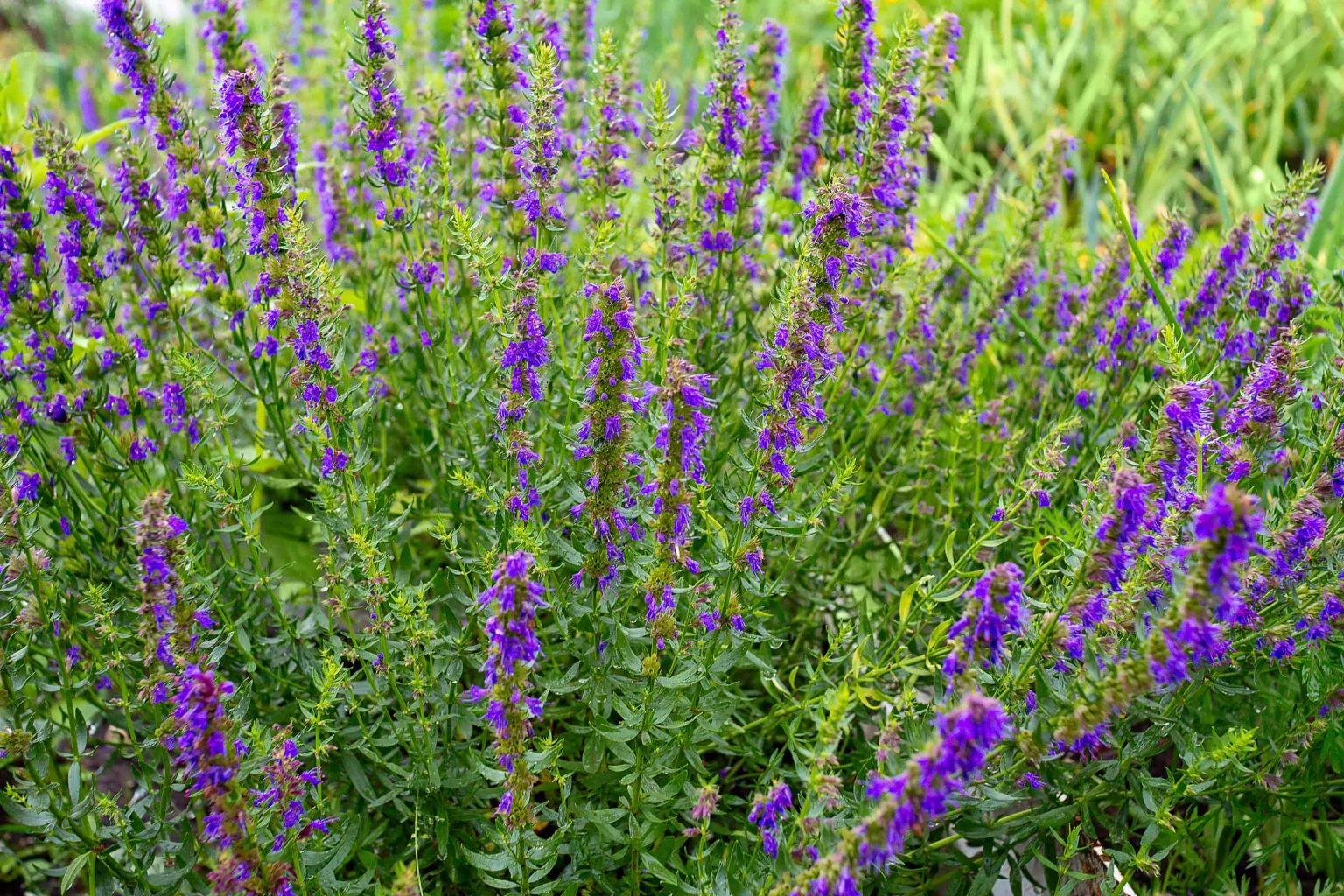 hyssop-chandigarh-ayurved-panchakarma-centre