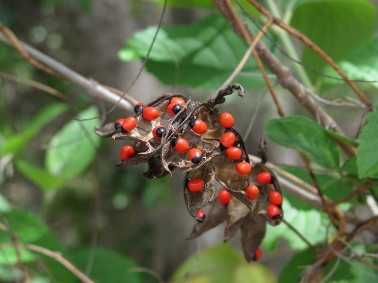 ROSARY PEA | Chandigarh Ayurved & Panchakarma Centre