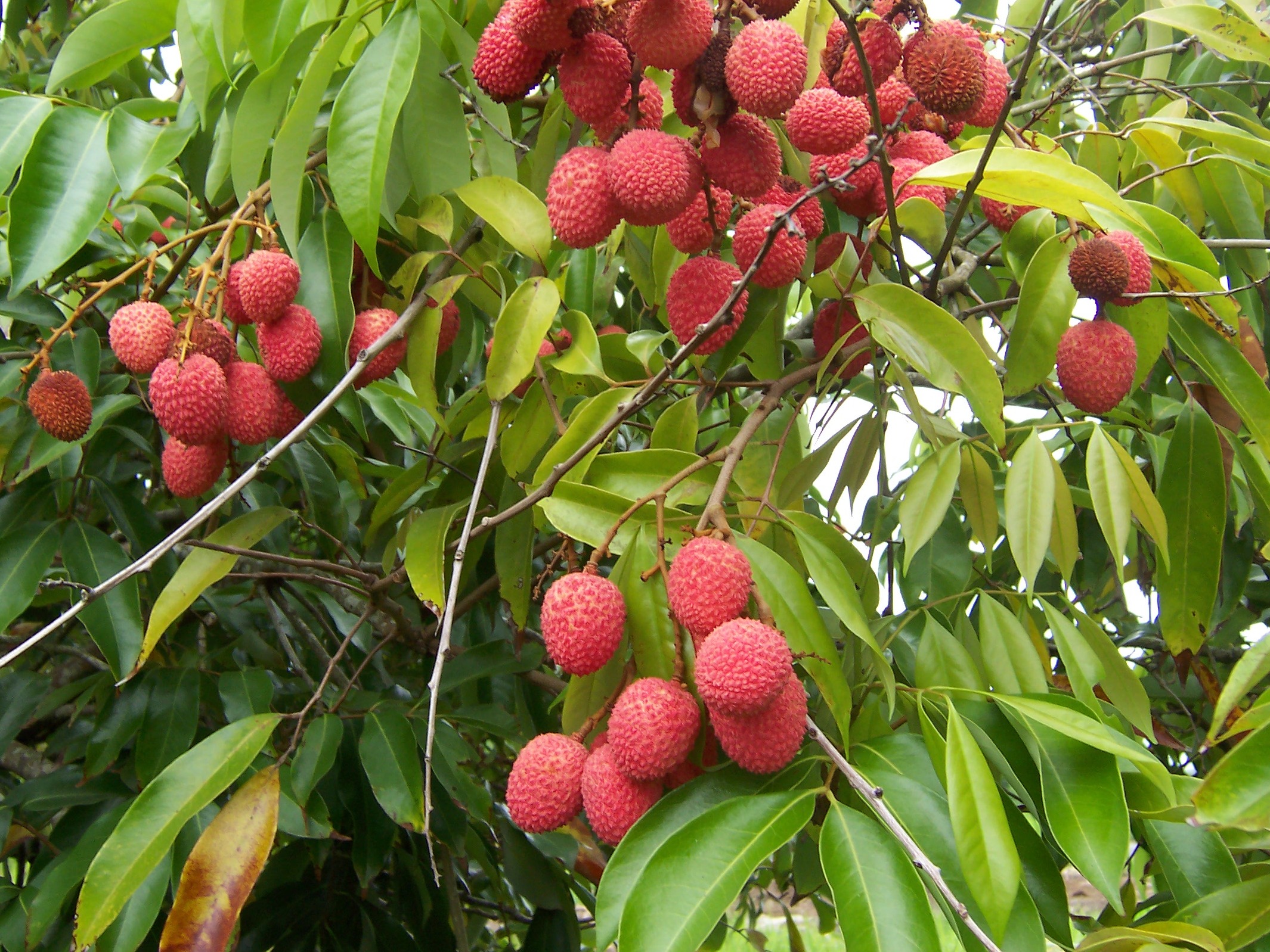 Litchi Chandigarh Ayurved Panchakarma Centre