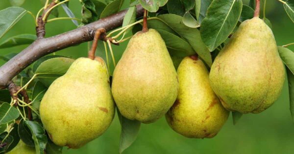 Pear 