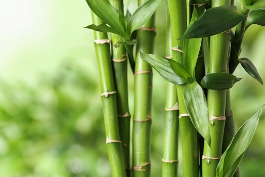 Bamboo Manna