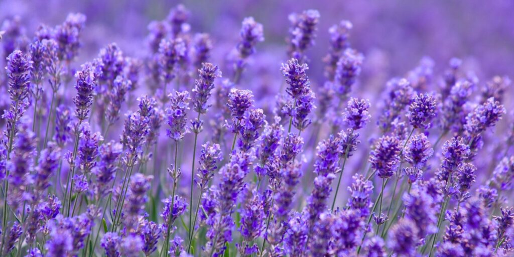 LAVENDER | Chandigarh Ayurved & Panchakarma Centre